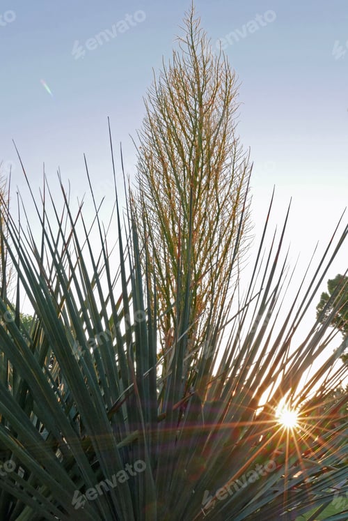 Preview: Yucca Flower With Sunburst