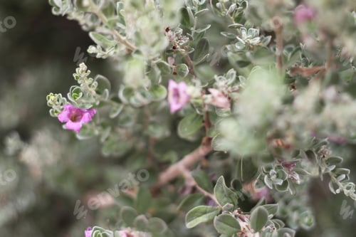 Preview: A Leucophyllum Fructescens Cenizo Plant With Purple Flowers 0761