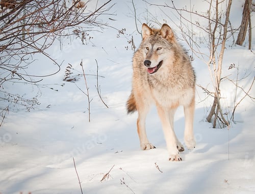 Preview: Young Female Wolf Stanging On Fresh Snow Posing For Her Portrait