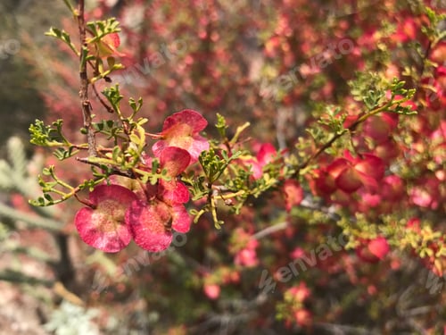 Preview: A Redwing Hopbush With Seed Pods 0777