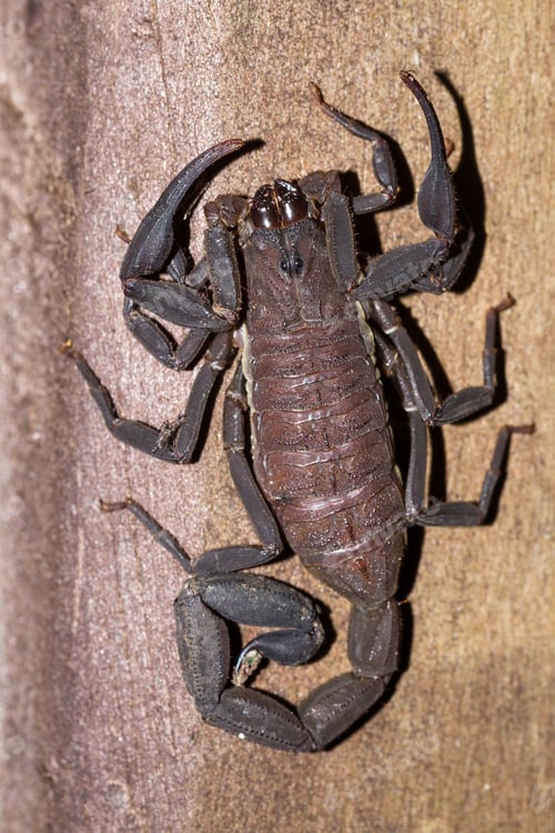 Preview: Large Dark Brown Scorpion Found Climbing Up A Wooden Pillar In The Costa Rican Rainforest