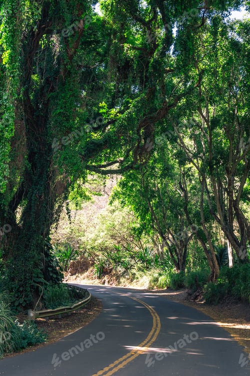 Preview: Paved Road Going Through The Jungle. Large Trees, Sunny Day. Shot On Maui, Hawaii.