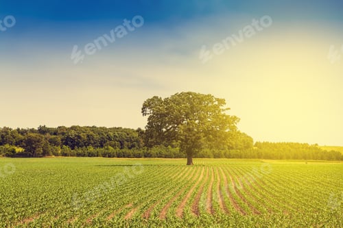 Preview: American Farmland With Blue Sky