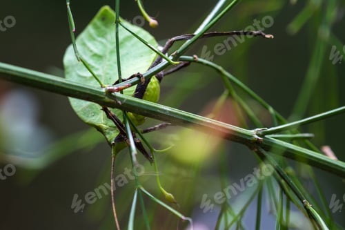 Preview: Details On A Leaf Bug With Very Intricate Pattern And Realistic Leaf Green Color Found In The