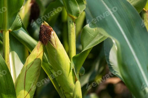 Preview: Closeup Of Corn In A Field Ready To Be Harvested