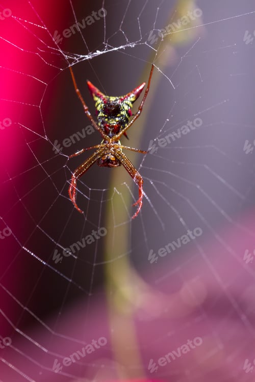 Preview: Scary Scene With A Spiny Backed Spider Waiting For Its Prey