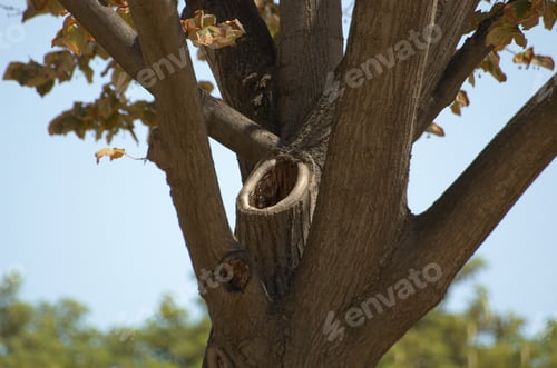 Preview: Tree With The Hollow In The Last Days Of Summer -- First Days Of Autumn