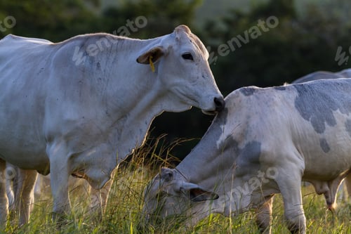 Preview: Pasture Raised Brahman Cattle In Guanacaste Costa Rica