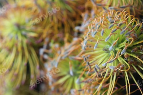 Preview: A Cluster Of Yellow Bird Nodding Pincushion Flowers 7446
