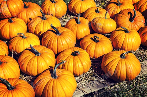 Preview: Pumpkins