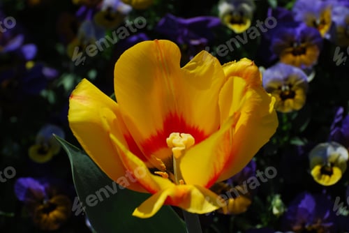 Preview: Very Pretty Blooming Yellow Tulip With A Red Center.