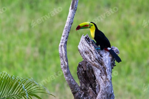 Preview: Close Up Of A Keel Billed Toucan On An Old Tree Stump With A Green Gras Background