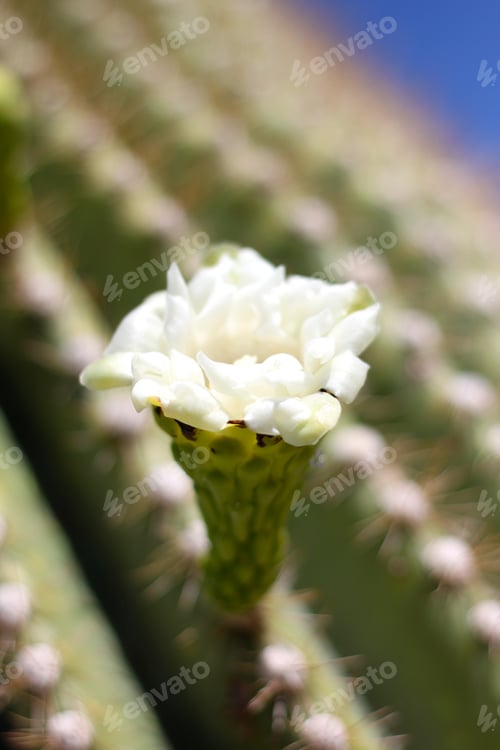 Preview: White Saguaro Cactus Flower in the Desert Sunlight