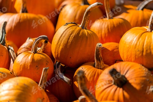 Preview: Pumpkin Patch Farm Series - Fresh Harvested Yellow Pumpkins In The Barn.