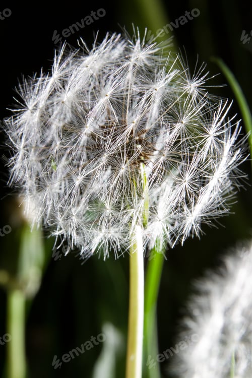 Preview: Macro Of A Brightly Lit Dandelion Head