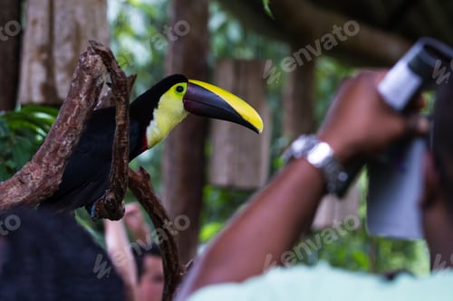 Preview: Alajuela, Costa Rica - May 02: Toucan In A Private Wildlife Refuge And Learning Center Open To The