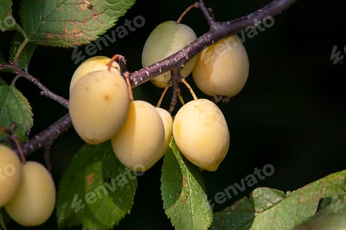 Preview: Bunches Of Unripened Wild Plums