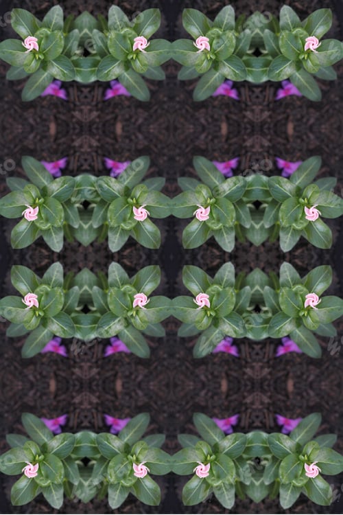 Preview: Abstract Of Vinca Plants With Bright Pink And Purple Flowers 9926