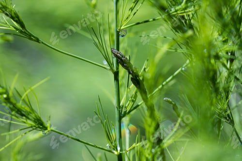 Preview: Close Up Of A Healthy Asparagus Plant With Water Drops Adding A Natural Effect To A Natural