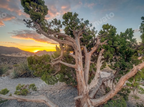 Preview: Red Rock Canyon National Conservation Area In Nevada