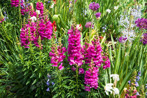 Preview: Pink Snapdragon Flowers Blooming In Spring Garden. Horizontal