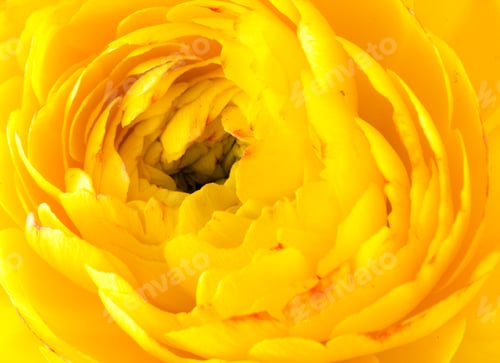 Preview: Close-Up Shoot Of Ranunculus Bud In Full Bloom