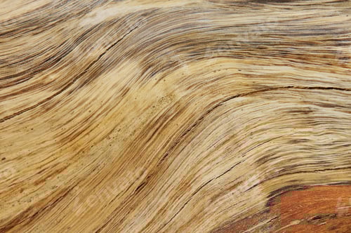Preview: Wood Of And Old Tree Exposed - Wood Background And Texture - Curves And Colors From Classic Hardwood