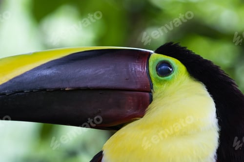 Preview: Close Up Of A Chestnut Mandibled Toucan In Costa Rica