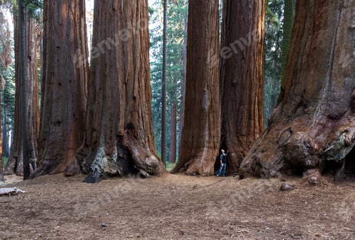Preview: Big Sequoias In A Group With A Man Standing At The Base To Get An Idea Of The Size Of This Trees