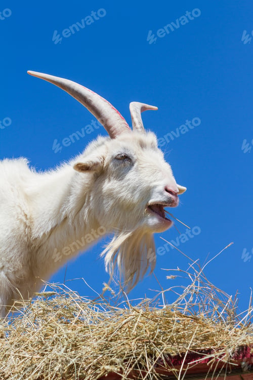 Preview: Portrait Of A Farm Goat Against The Blue Morning Sky