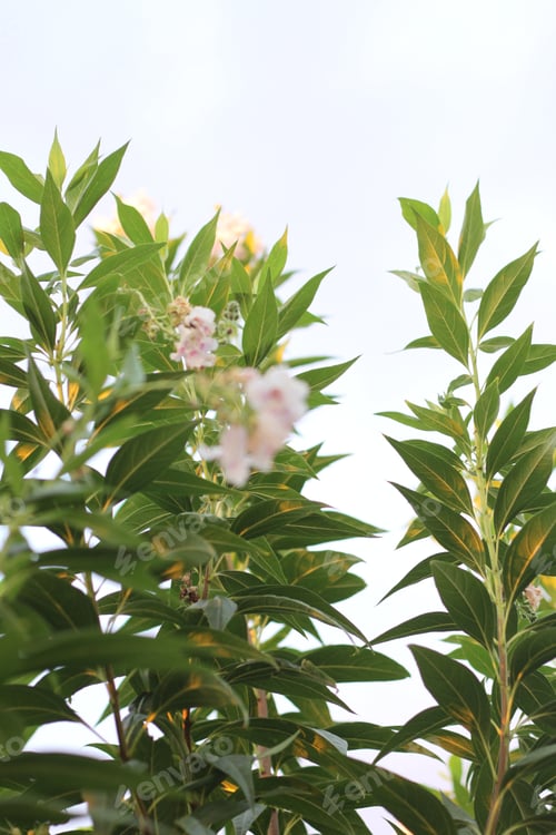Preview: Clusters Of Chitalpa Tree Blossoms 1029