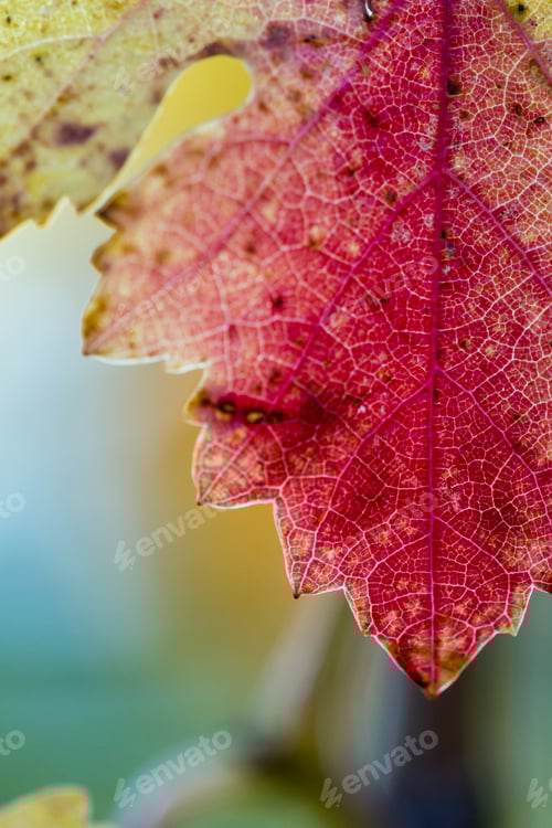 Preview: Changing Colors On The Grape Leafs In Napa Valley From Yellow To Red And A Bit Of Green In Spots