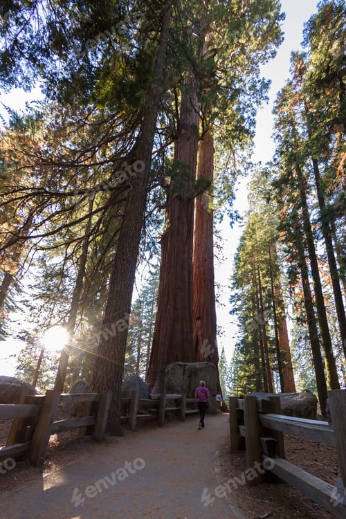 Preview: Sequoia Np, California - November 14: Woman Walking On A Trail To See Giant Trees Up Close With A