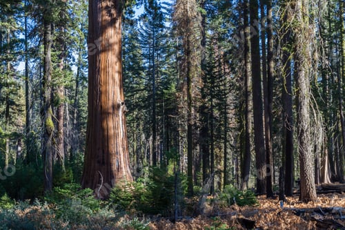 Preview: Beautiful Giant Sequoia Trees With A Beautiful Almost Orange Bark Glowing In The Sunshine In The