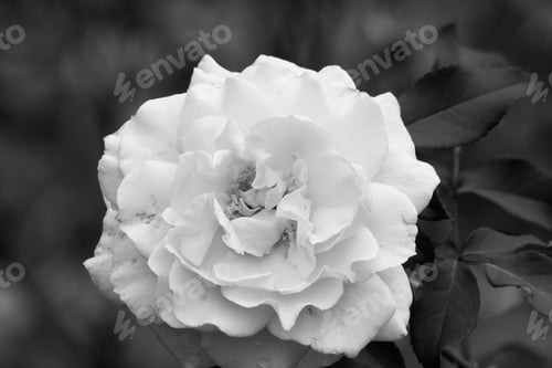 Preview: Rose In Black And White Outdoors