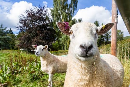 Preview: Close Up Of A Sheep In A Green Pasture In The Scottish Highlands