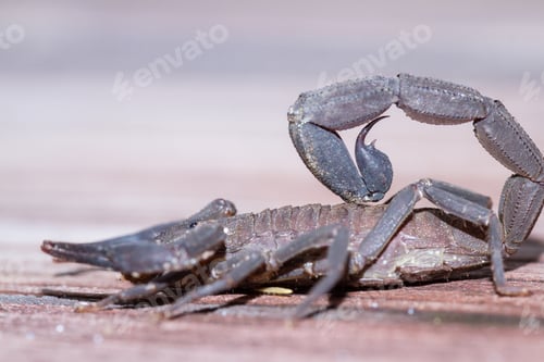 Preview: Large Dark Brown Scorpion Found On A Set Of Wooden Stairs In The Costa Rican Rainforest