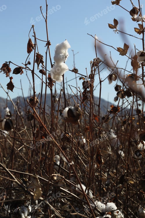 Preview: A Field Of Cotton Plants After Harvest 4658