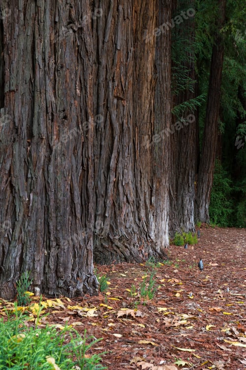 Preview: Group Of Redwood Trees In A Row With Red Needles On The Ground