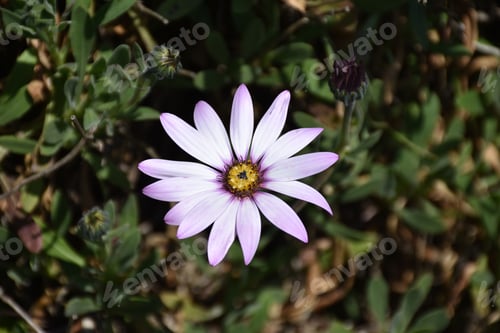 Preview: Very Pretty Light Purple Aster Flower Blossom In A Garden.