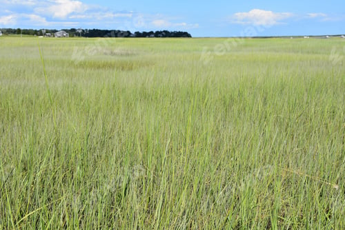 Preview: Beautiful Spring Day With Marsh Grass On A Tidal Flat.
