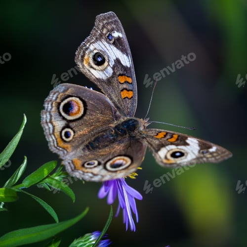 Preview: Close Up Of A Beautiful Butterfly With Circles On Its Wings Feeding On A Purple Flower
