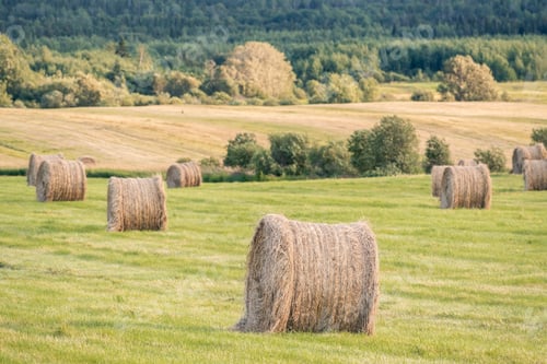 Preview: View Over A Beautiful, Large Agricultural Field Filled With Haystacks On A Late Afternoon In The