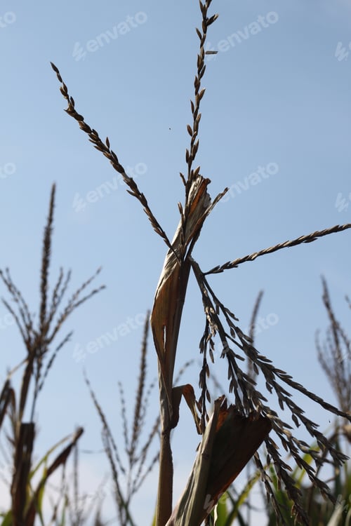Preview: Tall Corn Plants Growing In An Agricultural Field Under A Clear Blue Sky. 3411
