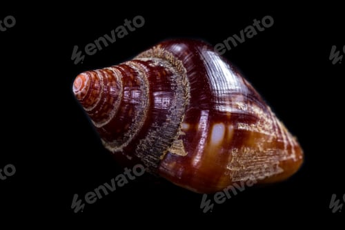 Preview: Beautiful Sea Shell Adorned By Amazing Natural Patterns And Color