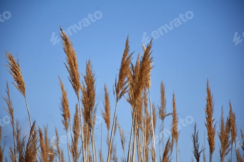 Preview: Towering Reeds Of Grass Blowing In The Wind.