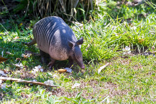 Preview: Close Up Of A Nine Banded Armadillo In A Yard Looking For Insects On The Ground.