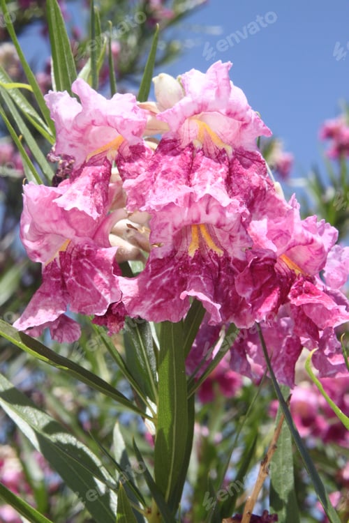Preview: A Desert Willow Hybrid Tree With Purple Flowers 0073