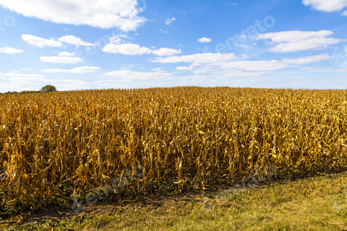 Preview: American Farmland With Blue Cloudy Sky