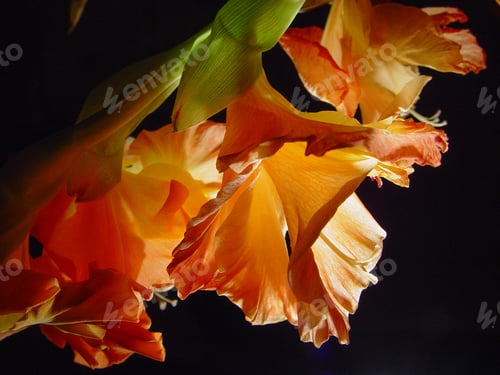 Preview: Hot Orange Gladiolus With Light And Darkness